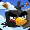 Crazy Birds crazy birds