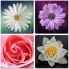 Flower Memory Game For Adults And Kids - Free flower memory game for adults and kids - free