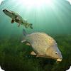 3dcarp