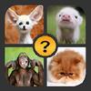 4 pictures 1 word