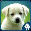 animal jigsaw puzzles gamelinkexchange