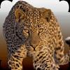 animal sounds gamelinkexchange