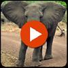 animal sounds and pictures