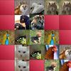 animals matching game