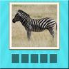 animals quiz
