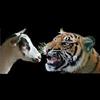 bagh-bakri (tiger-goat)