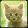 cats memory game free