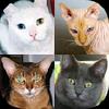 cats quiz - guess cat breeds gamelinkexchange