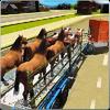 city animal transport truck