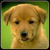 dogs memory game free gamelinkexchange