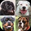 dogs quiz: guess breeds photos gamelinkexchange