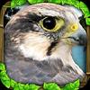 falcon simulator gamelinkexchange