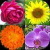 flowers quiz: beautiful plants gamelinkexchange