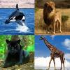 guess the animal