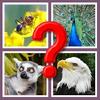 guess the animal