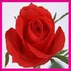 rose memory game