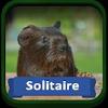 solitaire pets gamelinkexchange