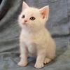 top 20 cats and kittens free