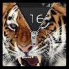 zipper lock screen tiger