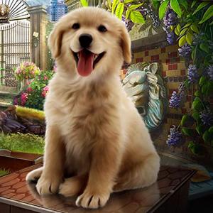 pet foster GameLinkExchange